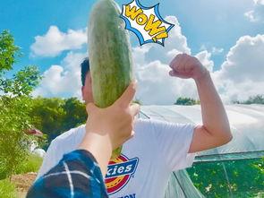 今日网红吃瓜,揭秘娱乐圈最新热点事件