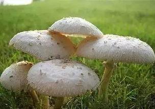 吃瓜网曝揭秘黑料蘑菇