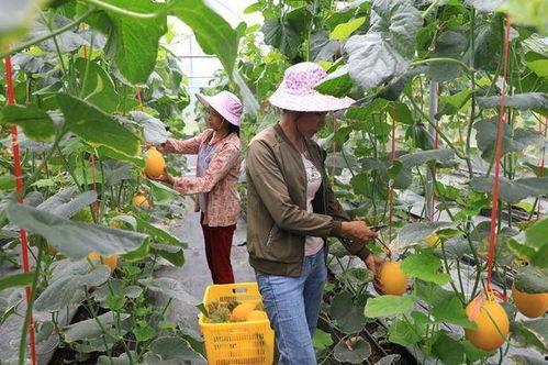 吃网红的瓜犯法吗,吃瓜需谨慎，违法风险知多少？